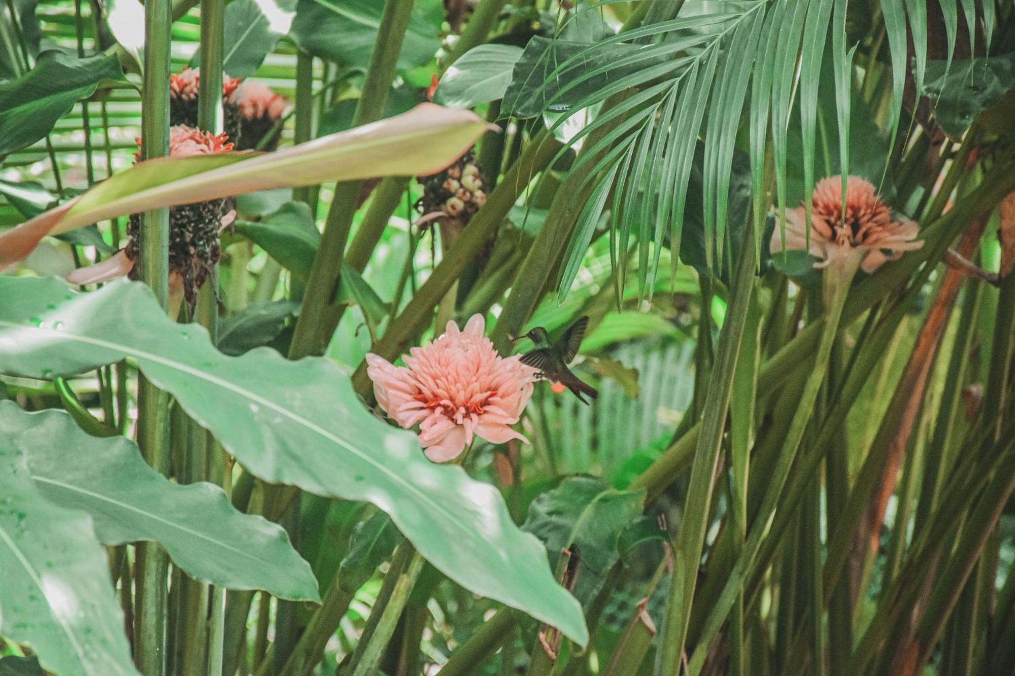 Bocas Garden Lodges Bocas Town Ngoại thất bức ảnh